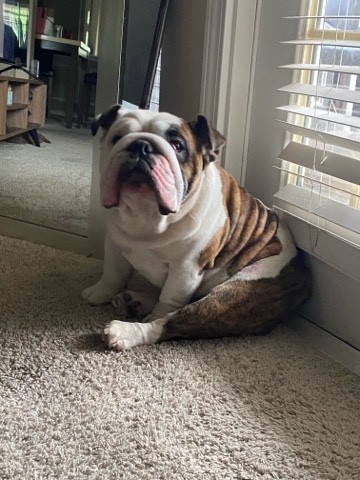 Olde English Bulldogge – good tempered sweet boy