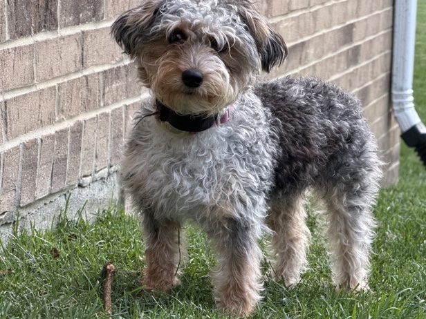 Yorkie Poo – Female Yorkie Poo – 6 Months Old – Milford