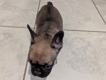French Bulldog – Fabulous Frenchies – Houston