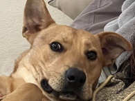 Labrador Retriever – adopt sir Barkley von scuttle bottom – San Diego