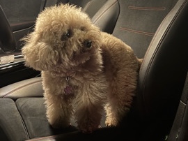 toy poodle