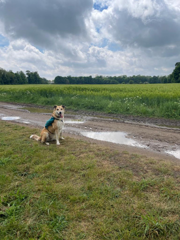 Border Collie – urgent rehome needed please read