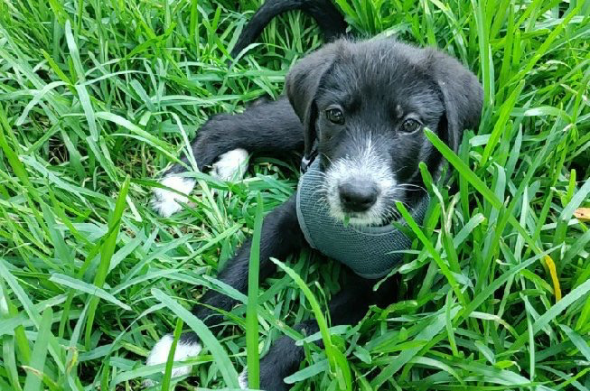 German Shepherd – A mixed breed German shepherd