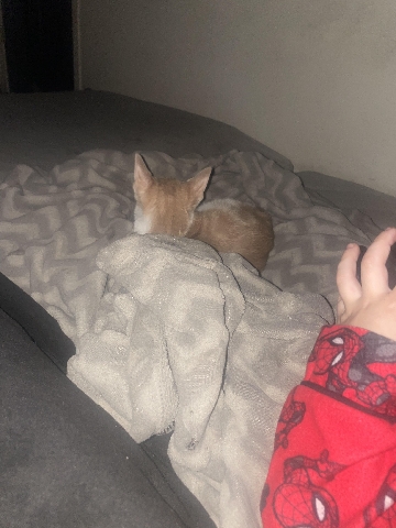 Cyprus – rehoming my cat moving
