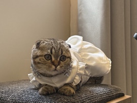 Scottish Fold – قطه انثى سكوتش فولد تايقر للبيع – امارة منطقة عسير