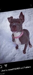 American Pit Bull Terrier – rehome female pit