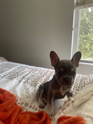 French Bulldog – micro frenchie