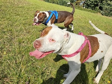 American Bulldog - Standard American bully Puppies/Pupp's available for adoption in London