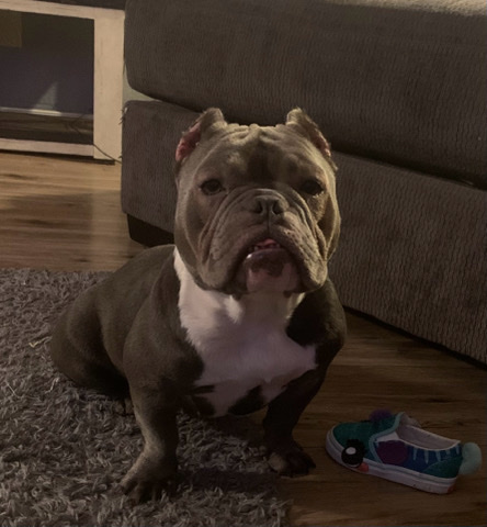 Bulldog – Exotic hybrid bully
