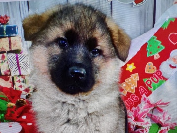 German Shepherd – Old Fashion German Shepherd – Fountain Hills