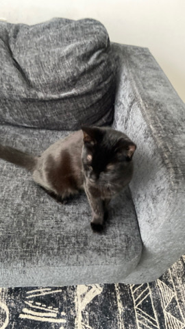 Bombay – Kitten for adoption
