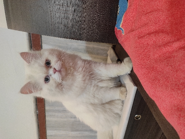 Persian (Modern) – White Persian Cat