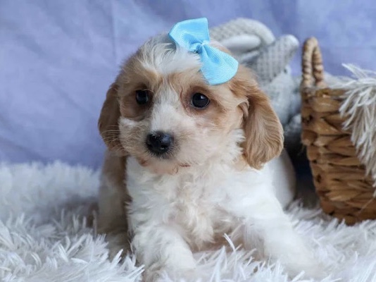 Cavachon – Cavachon – New York