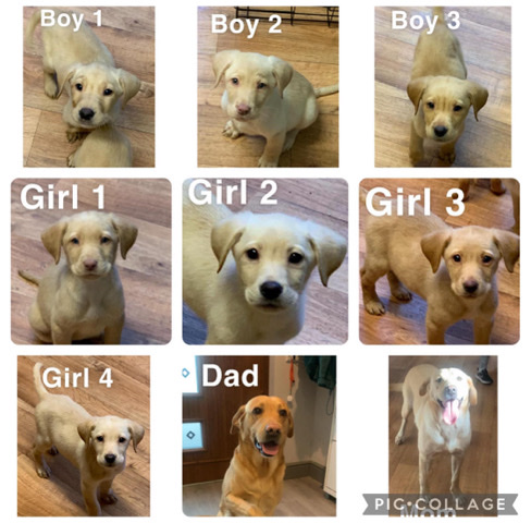 Labrador Retriever – Labrador Retrievers
