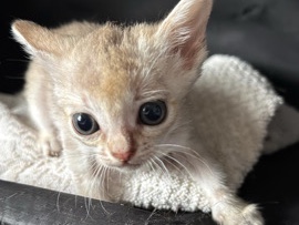 Singapura - Ciana Singapura  available for adoption in Düsseldorf