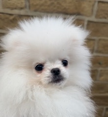 Pomeranian – stunning white Pomeranian REDUCED (open to offer)