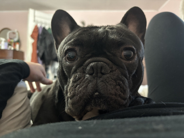 French Bulldog – Rehoming Draco – Eugene