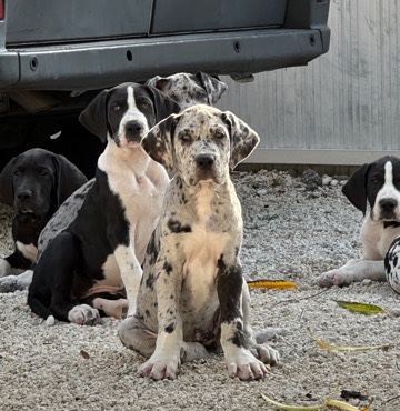 Great Dane – Great Danes For Sale
