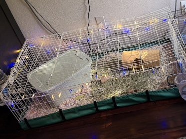 Guinea Pig – Guinea Pig – Longmont