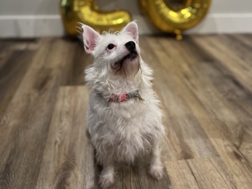 Chihuahua – Loving Chihuahua mix – Elkton