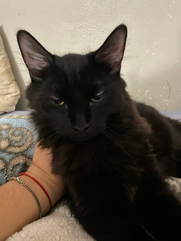 New home for Spooky