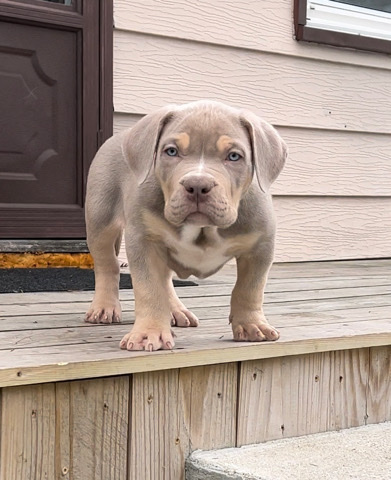 Bull and Terrier – Male Lilac Tri American XL Bully