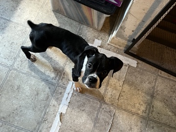 Boxer – Boxxer Puppies – Thurmont