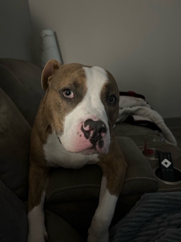Boxer – re-homing