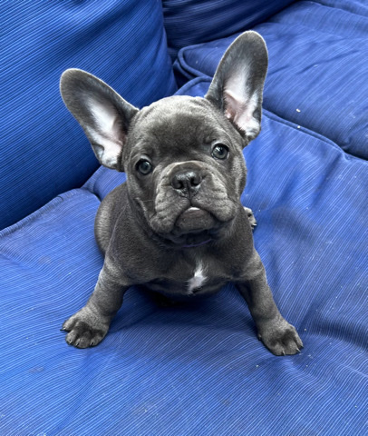 French Bulldog – Blue Frenchie female for sale !
