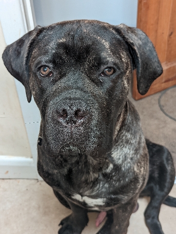 Cane Corso – cane Corso