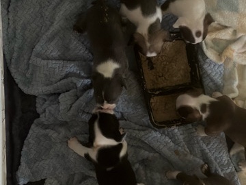 French Bulldog – Frenchton puppy’s – Panama City