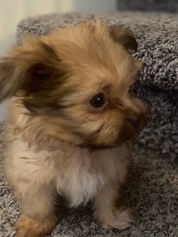 Shih Tzu – Puppies