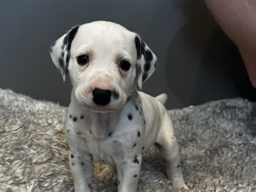 Dalmatian – Bagheera – Las Vegas