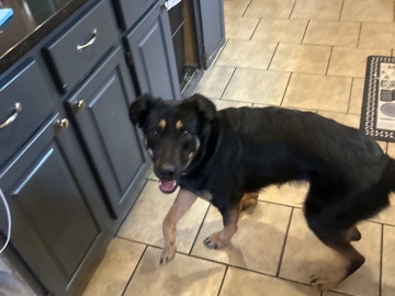 German Shepherd – Rosie – Norman