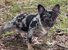 French Bulldog – male frenchie – Roanoke