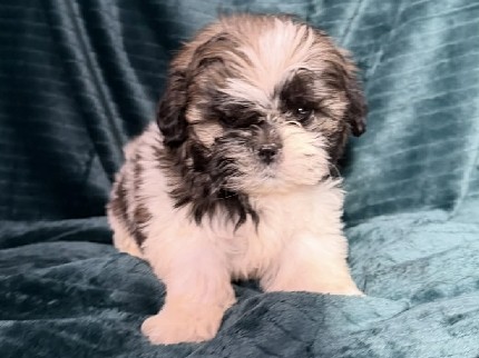Imperial ShihTzu 