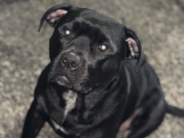 American Pit Bull Terrier – Midnight Needs A New Home! – Jacksonville