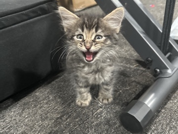 Bengal – Tabby Kitten