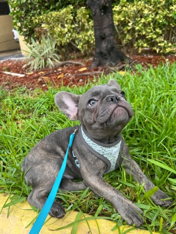 French Bulldog – French bulldog puppy Male