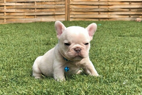 French Bulldog – Female katie French bulldog puppy