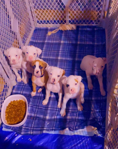 Boxer – full blooded boxer puppies