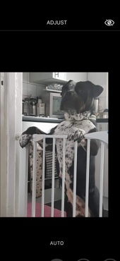 American Bulldog – female spotted bully