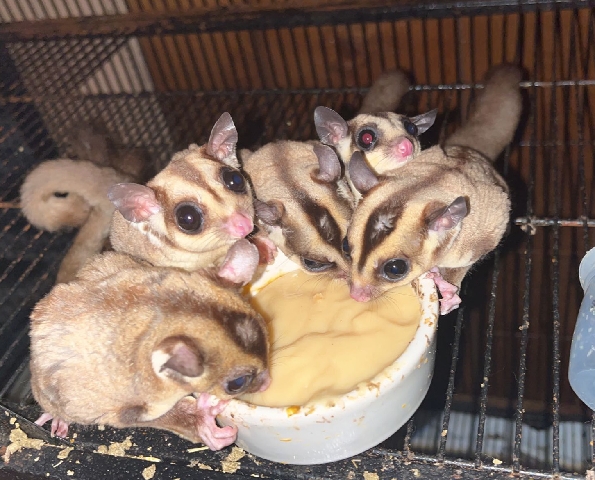 Sugar Gliders with cage