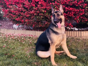 German Shepherd – Female German Shepard – Chambersburg
