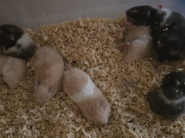 Hamster – Adorable Hamster Available for Sale – 1 Month Old – Badlapur