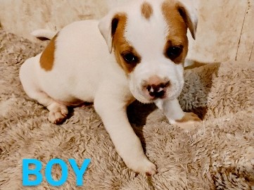 American Bulldog – Male Bulldog Puppy – Citronelle