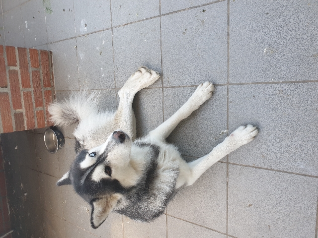 Siberian Husky – Husky Hund