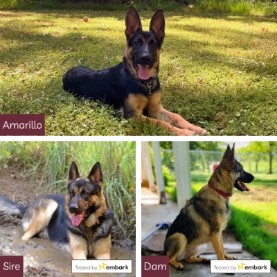 German Shepherd – German Shepherd Puppy - Amarillo – Benton
