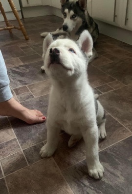 Siberian Husky – Siberian huskies