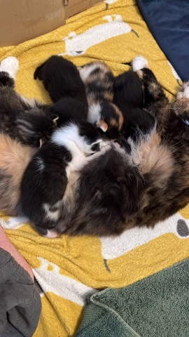 Maine Coon – maine **** cross kittens